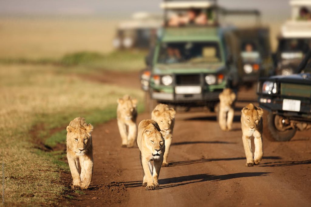 Safari Rari Plan my Safari - Roar Quest Safaris